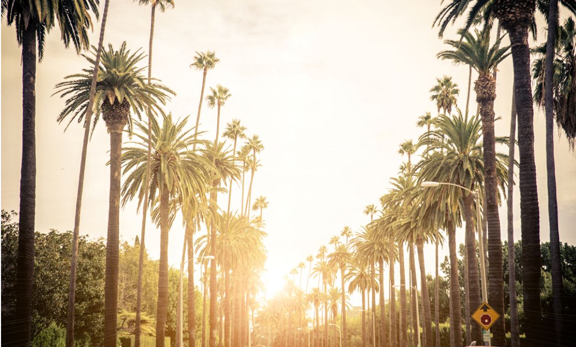 Palmen Kalifornien Straßen