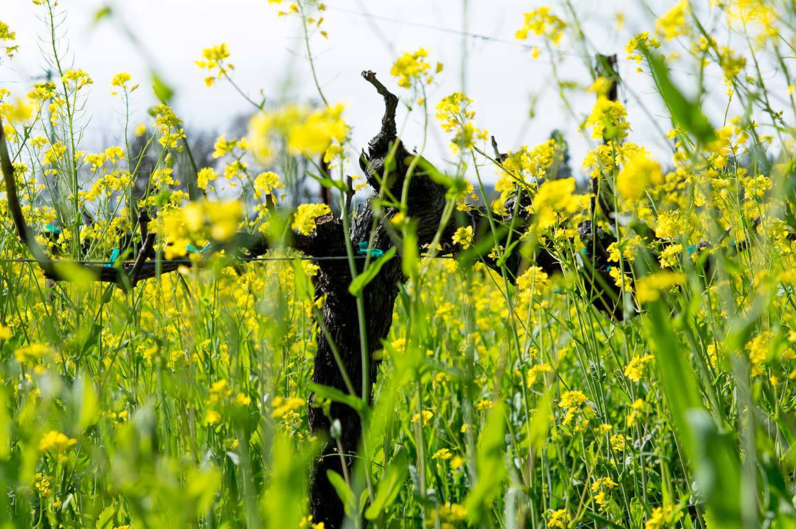 Kalifornien Weinberg nachhaltig