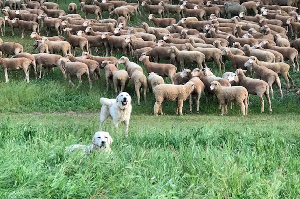 Schafe im Weinberg Kalifornien