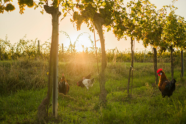 Hühner in einem nachhaltig bewirtschafteten Weinberg in  Österreich