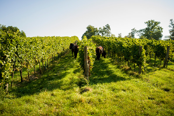 Pferde in einem Weinberg in Österreich