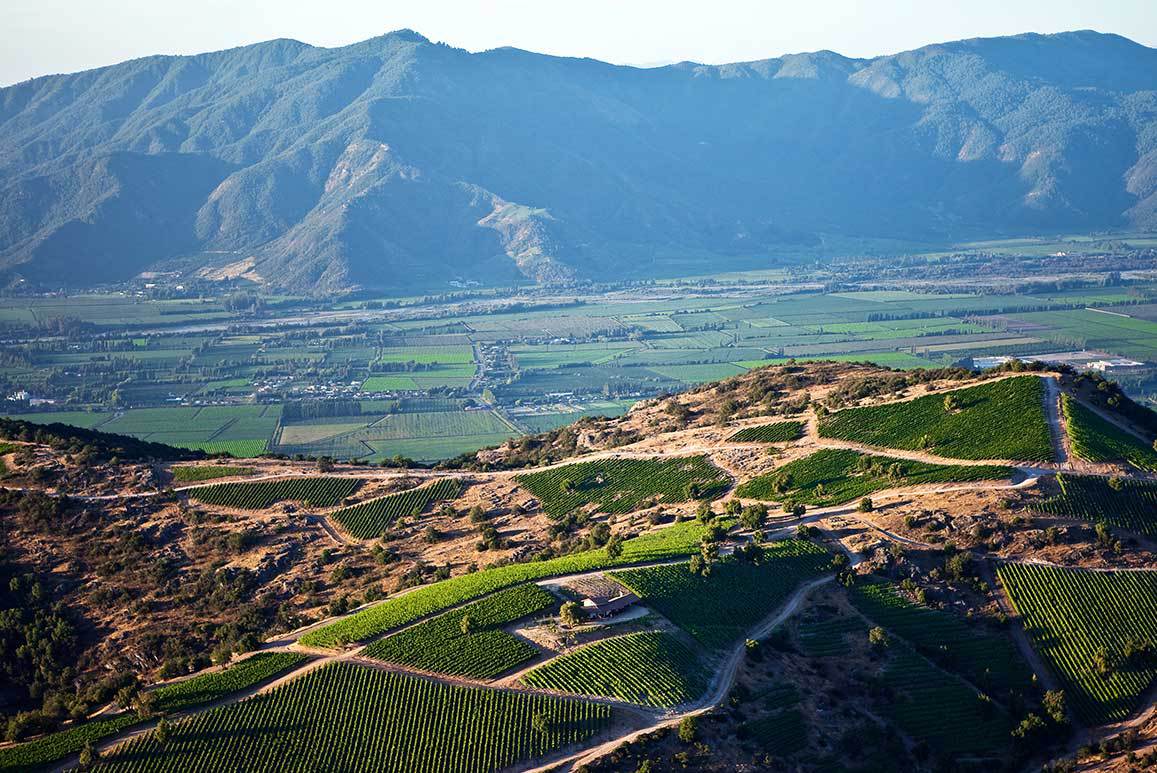 Weinberge der Kellerei Luis Felipe Edwards in Chile