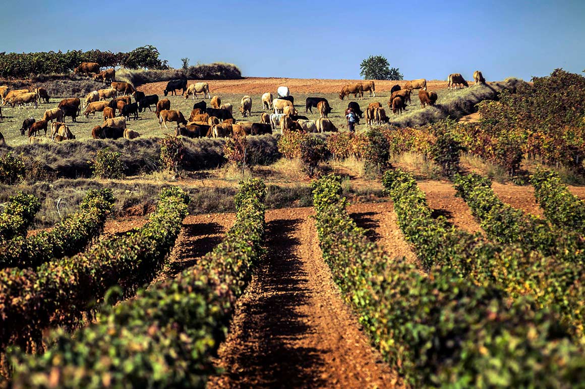 Nachhaltig bewirtschaftete Weinberge in der Rioja