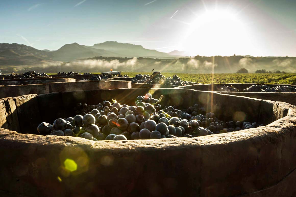 Vinedos Singulares Trauben in der Rioja