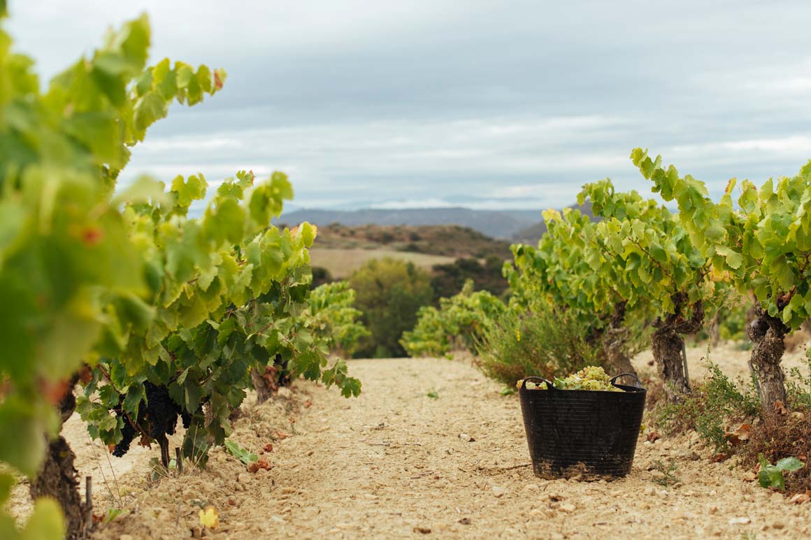 Weiße Traubensorten in einem Weinberg in der Rioja