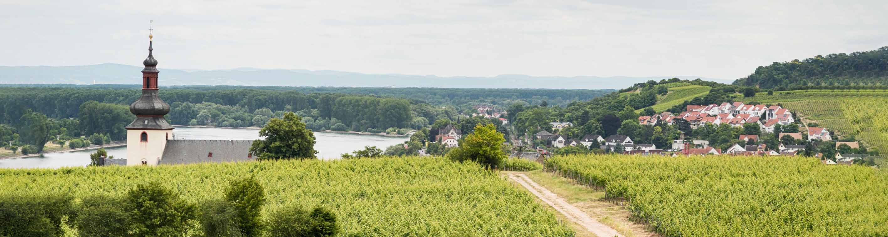 In welchem Bundesland liegt das Weinbaugebiet Rheinhessen?