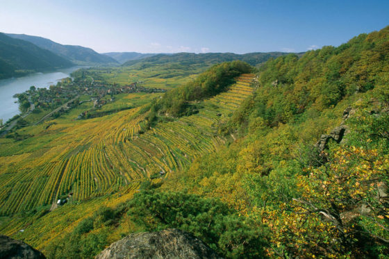 Weinberg Wachau