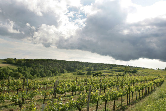 Weinberg weinviertel