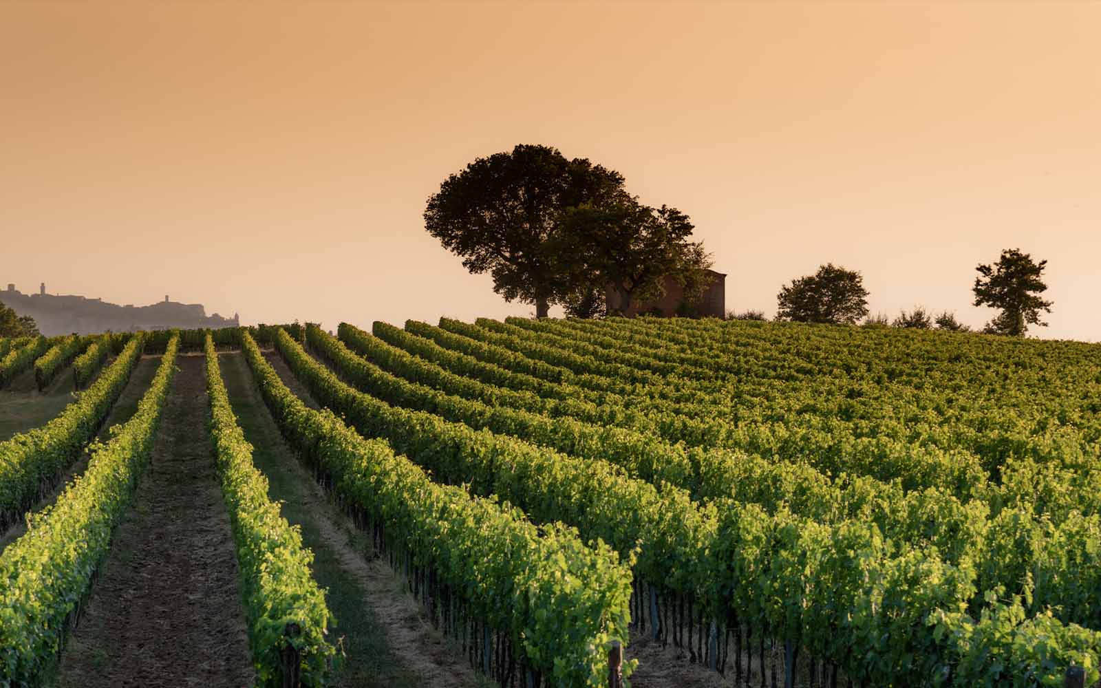 La Braccesca: <br> Tradition <br> und Innovation <br>im Montepulciano